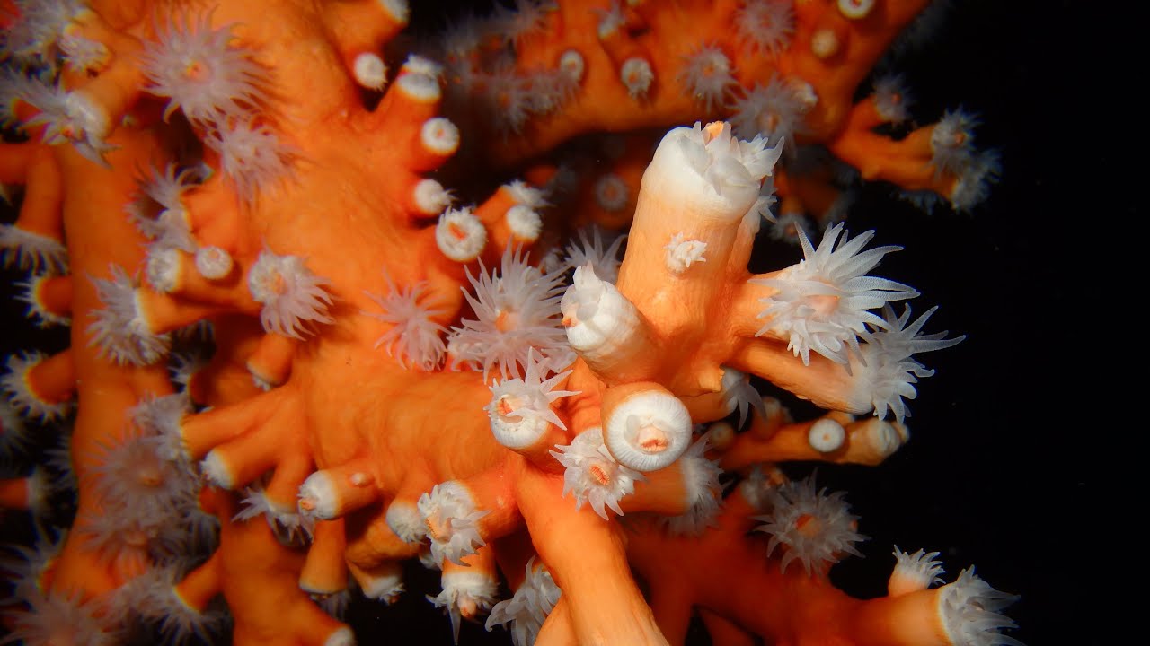 Inmersiones Playa Grande - Lanzarote