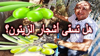 متى نسقي اشجار الزيتون