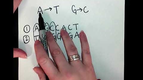 DNA base pair question help