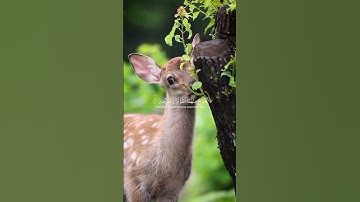 سوره الرحمن/ رب المشرقين ورب المغربين فباي الاء ربكما تكذبان.#holyquran #islamicvideo #viralvideo
