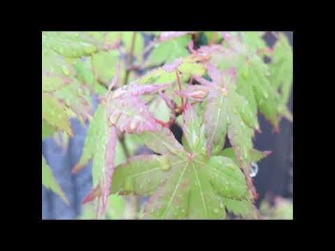 あめあがり　山村あつし作詞・藤原とも子作曲　After the Rain