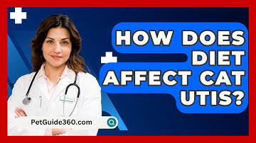 How Does Diet Affect Cat UTIs? - PetGuide360.com