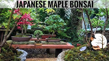 Japanese Maple for Bonsai
