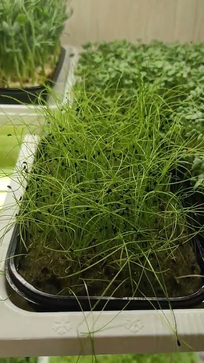 Микрозелень Лука, мне не понравилось. #микрозеленьдома #microgreens # ...