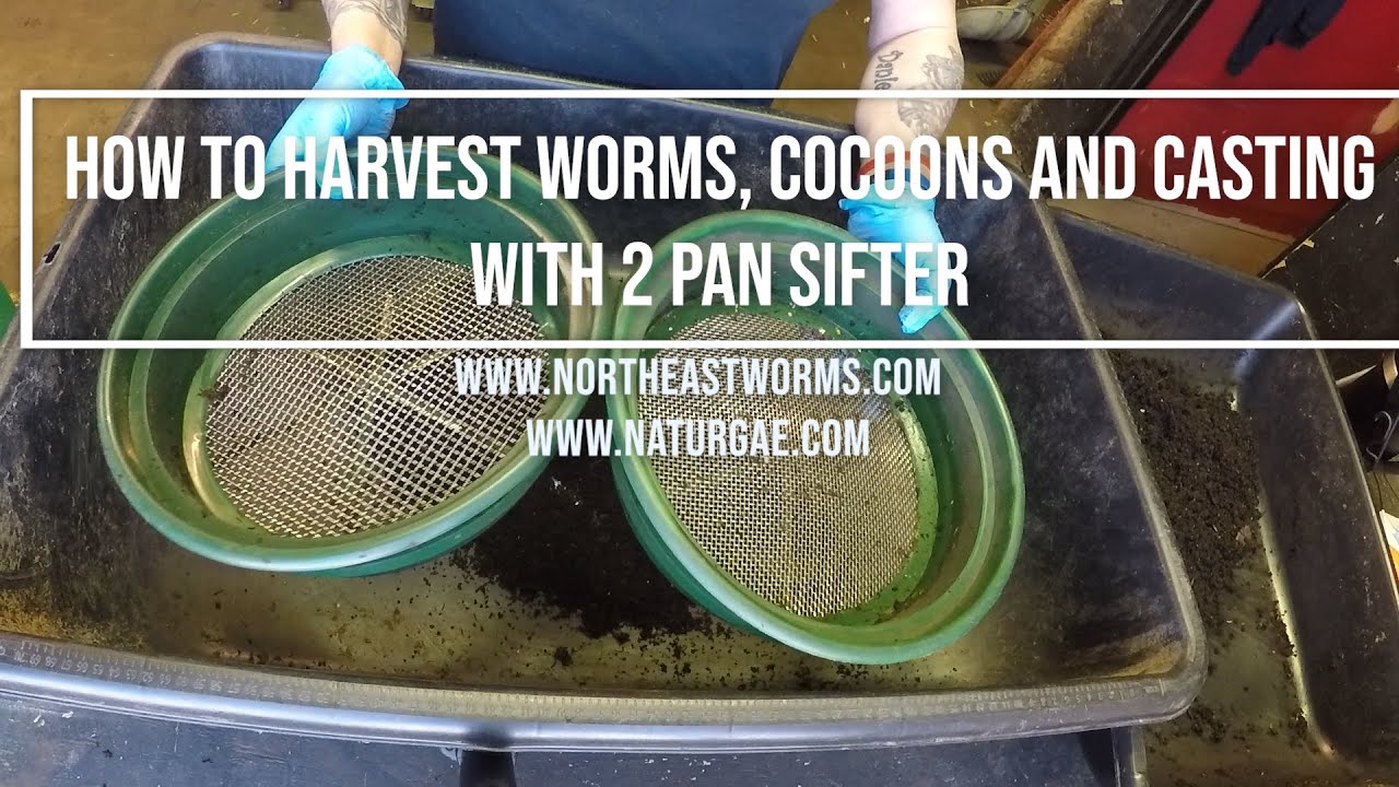 How to Harvest Worms, Cocoons and casting with 2 pan Sifters. Very easy for a perfect separation.