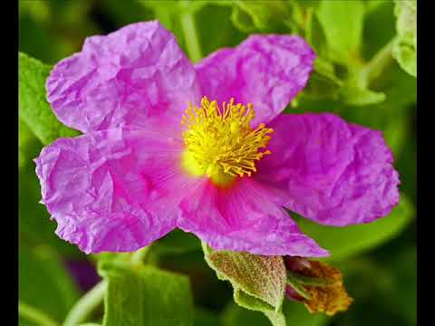 Video: Cistus Pikulnik