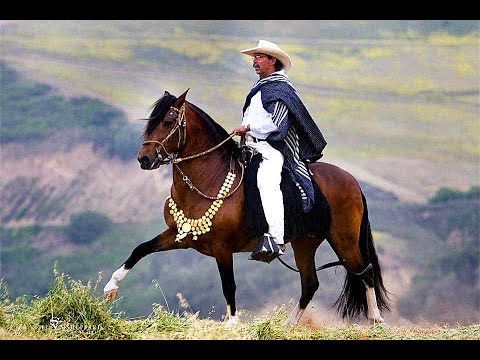 Video: Spotted Saddle Horse