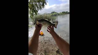Dink slayer #bassfishing #catchandrelease #socal