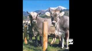 Qua la zampa la mucca grigio alpina Antenna 2 TV 18092012