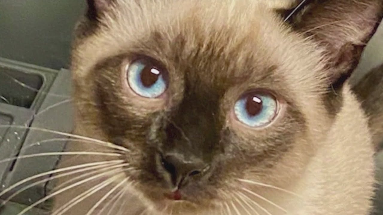 ‘It’s all a blur’: More pet owners file complaints against Gresham clinic