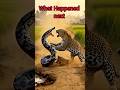 Python vs Leopard Fight on Village Road | Realistic Jungle Battle