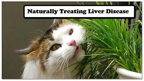 Naturally Treating Liver Disease in Dogs and Cats - DayDayNews