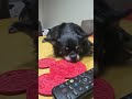 #강아지 #깜순이 #반려견 #장모치와와 #치와와 #애견영상