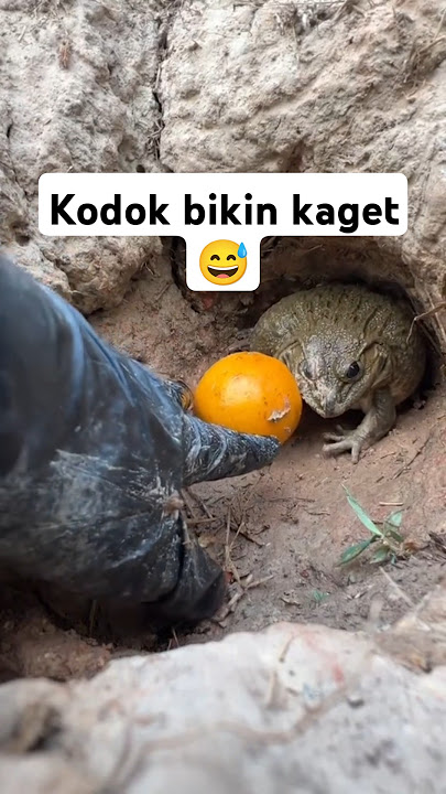 Kodok Bikin kaget #hewanlucu #hewangemez #hewanunik #animals