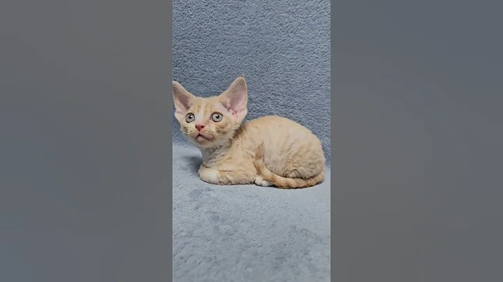 Video 8653941: bicolor devon rex kitten, devon rex male kitten, tabby male kitten, spotted tabby bicolor, cream tabby, purebred kitties