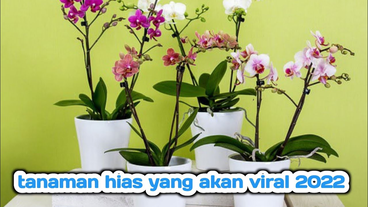  Tanaman  hias  yang akan viral  2022  Tanaman  hias  ini wajib 