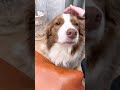 お留守番だと勘違いしちゃったボーダーコリーの表情が切ない・・・ #shorts