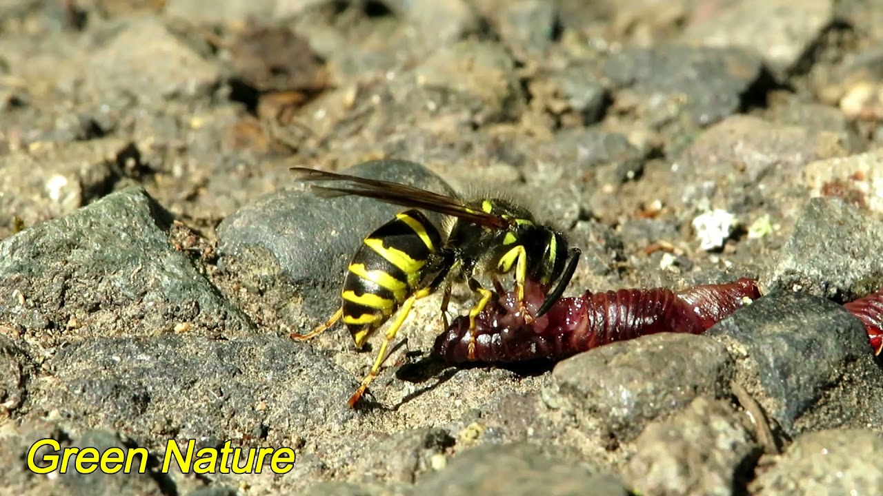 Common Aerial Yellowjacket Fine Dining