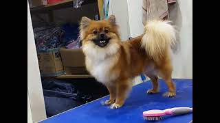 Pomeranian grooming | Transformation | Dog grooming in nepal by Dogs Nepal Pet Store and grooming parlour 105 views 10 months ago 12 minutes, 35 seconds