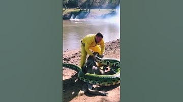 Man rescue a kangaroo from snake 🥲#kangaroo #man #snake #python #wildanimals #wildlifeprotection