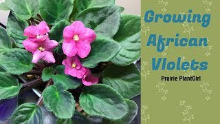 Growing African Violets