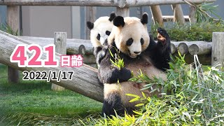 こみちゃん　アドベンチャーワールド パンダ 楓浜 ジグソーパズル 2点 mqdefault.jpg