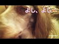 目が、とろんとろんな位、眠そうなのにママの足を舐めるワンコ