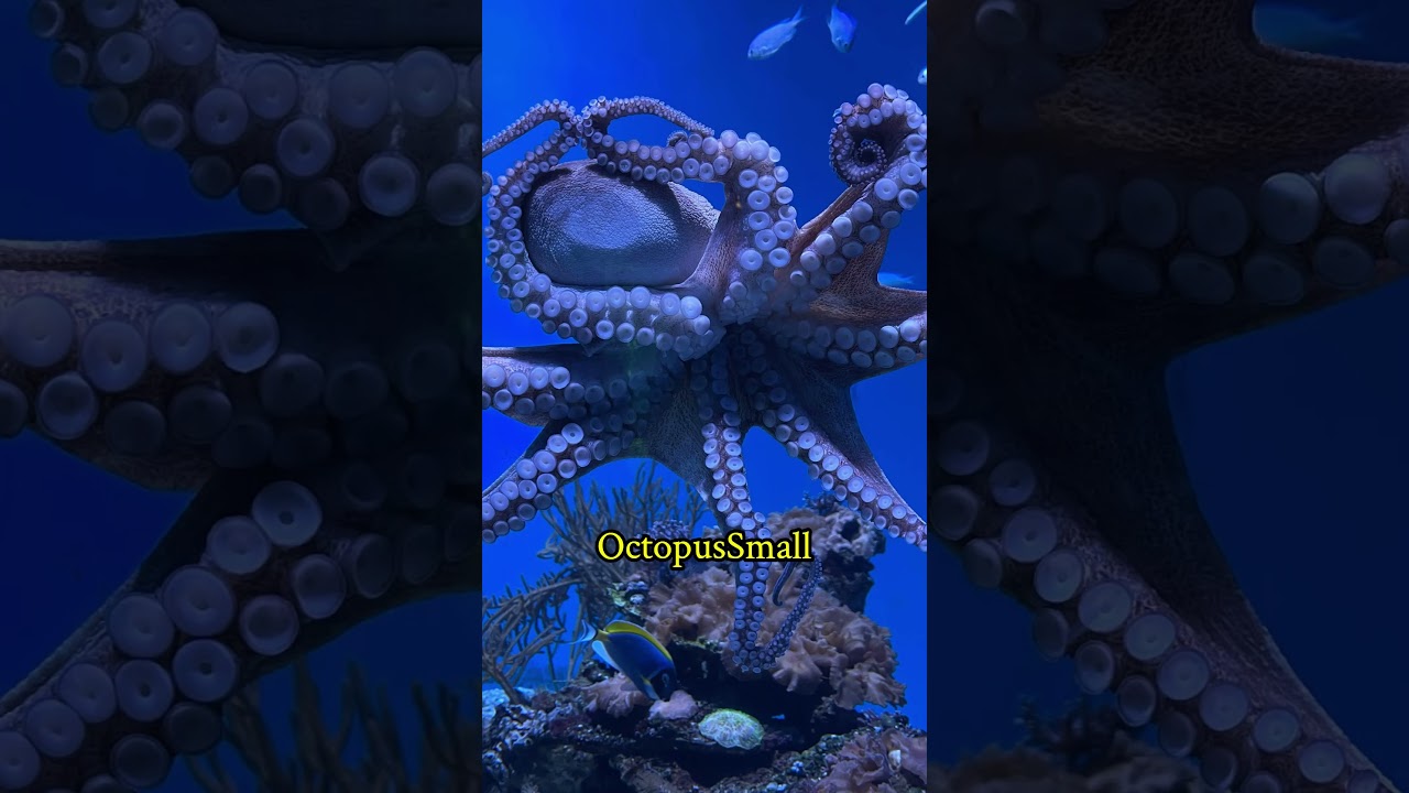 5 Most Dangerous Animals You Should Never Touch. 