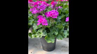 Young's Greenhouse Memorial Day Weekend Event May 27 - May 31, 2021