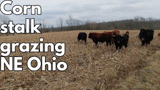 Corn field Gazing tests, Does Wisconsin compare to Ohio.