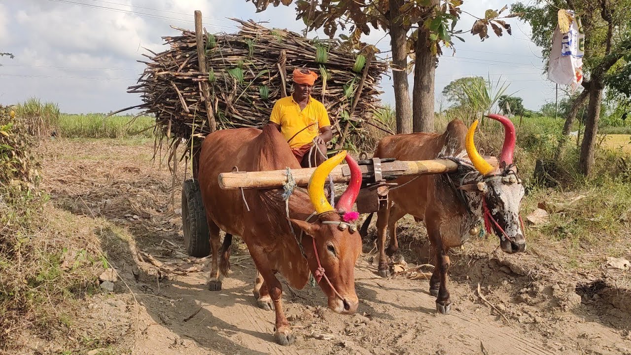 Bullock Racing Video