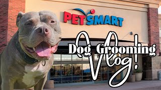 Nova Goes In For Grooming At Petsmart🐾🐕❤️ #americanbullybreed #bullybreed #adorabledog