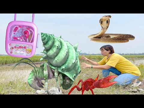 Video Kem ỐC Chanel và Cua Khổng Lồ bị say bia, nhờ bạn ỐC... - youtube