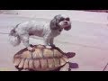 Best ANIMALS and KIDS FAIL COMPILATION - TRY not to LAUGH!