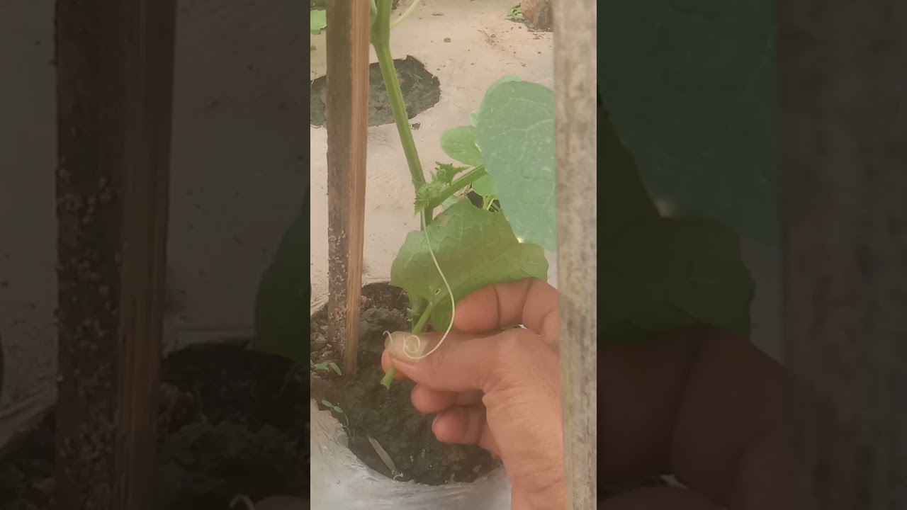 INILAH CARA PEREMPELAN DAUN TIMUN UMUR 25 HST AGAR BERBUAH LEBAT