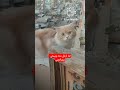 لما ازعله وأخليه كمان ييجي يصالحني قطط Cat قطط قطة قطط مضحك 