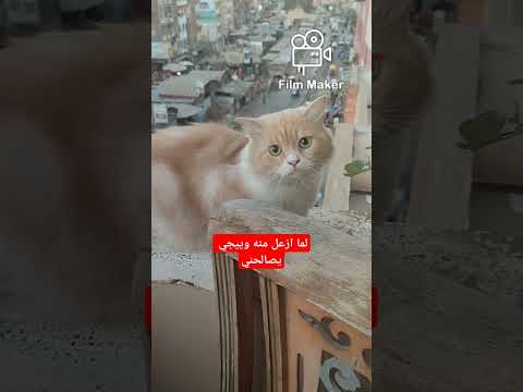 لما ازعله وأخليه كمان ييجي يصالحني قطط Cat قطط قطة قطط مضحك 