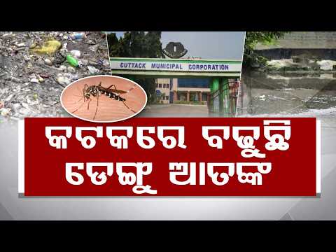 Dengue Scare Grips Cuttack: CMC Faces Backlash Over Negligence As Mosquito Cases Rise In City