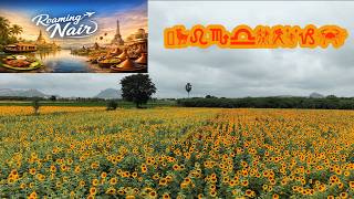 Breathtaking Yellow -- Sunflowers #sunflower #field #nature #vlog #beautiful #yellow #fyp #2026