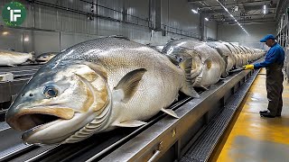 SALMON Farming - Hi-Tech Farming and Harvesting of Salmon - Salmon Fish Factory Processing