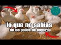 Lo que no sabias de los POLLOS DE ENGORDA