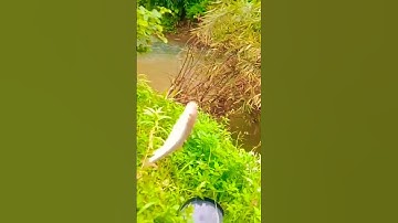 Câu cá Mương suối #shorts #caucasuoi