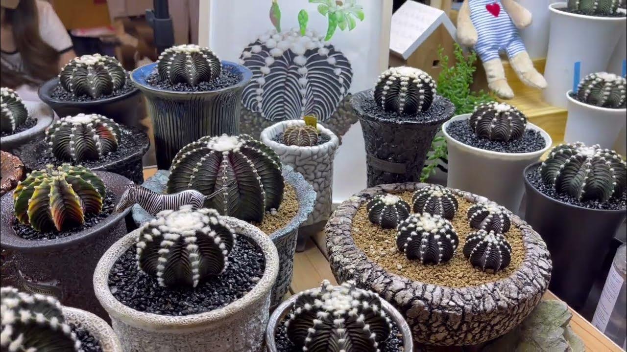 VoS1241 Selected Cactus Cheap Cheap Cactus Baan Baan Fair 2 YouTube