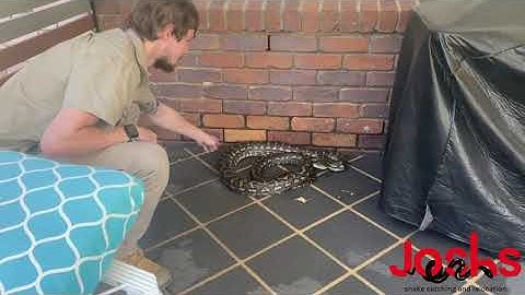 Large Grumpy Coastal carpet python removed from a property in Morayfield