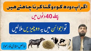 Cow Buffalo Ka دودھ دوگنا Karnay Ka Tarika مؤثر Cow Buffalo Mein Milk Badhanay Ka Desi Formula