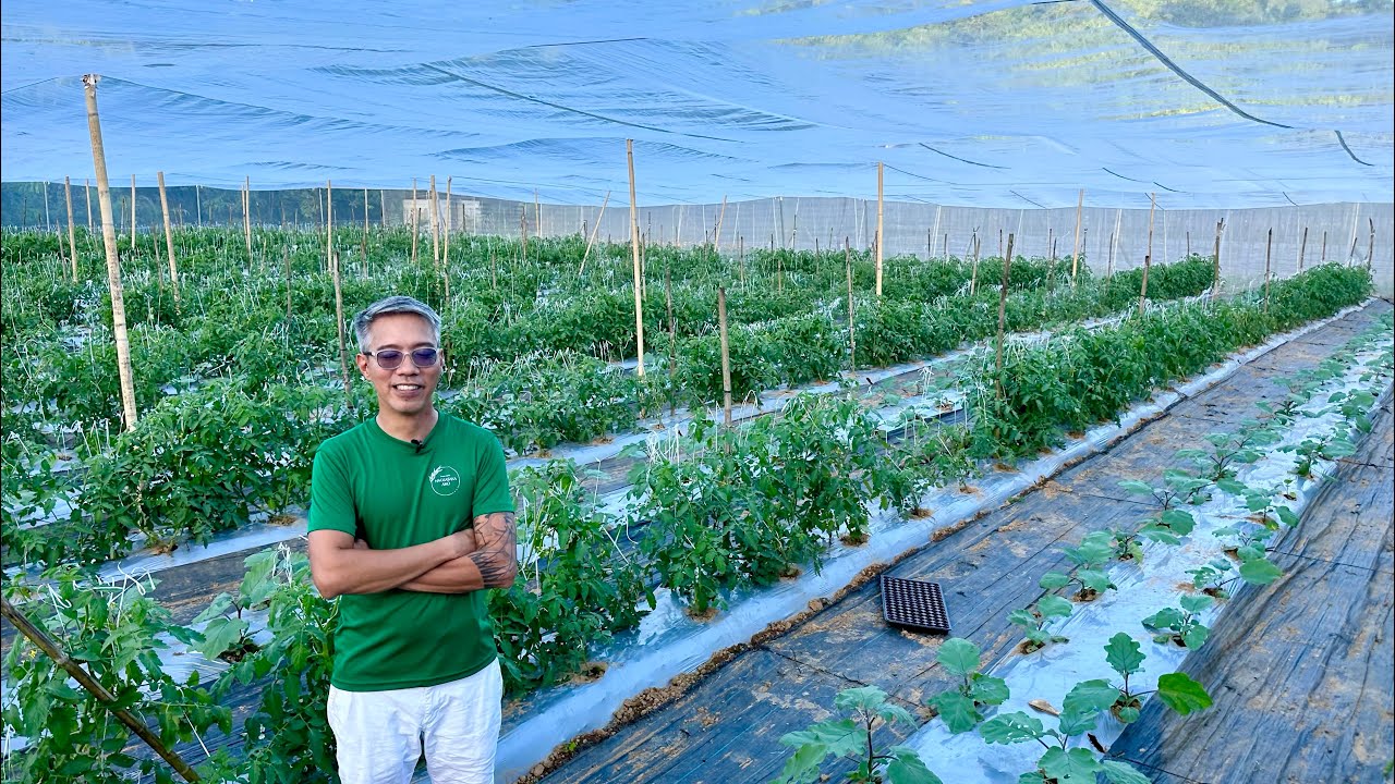 Tataas ang Ani, Bababa ang Gastos, Panalo pa sa Ganda ang Farm sa Shade and Insect Net House!