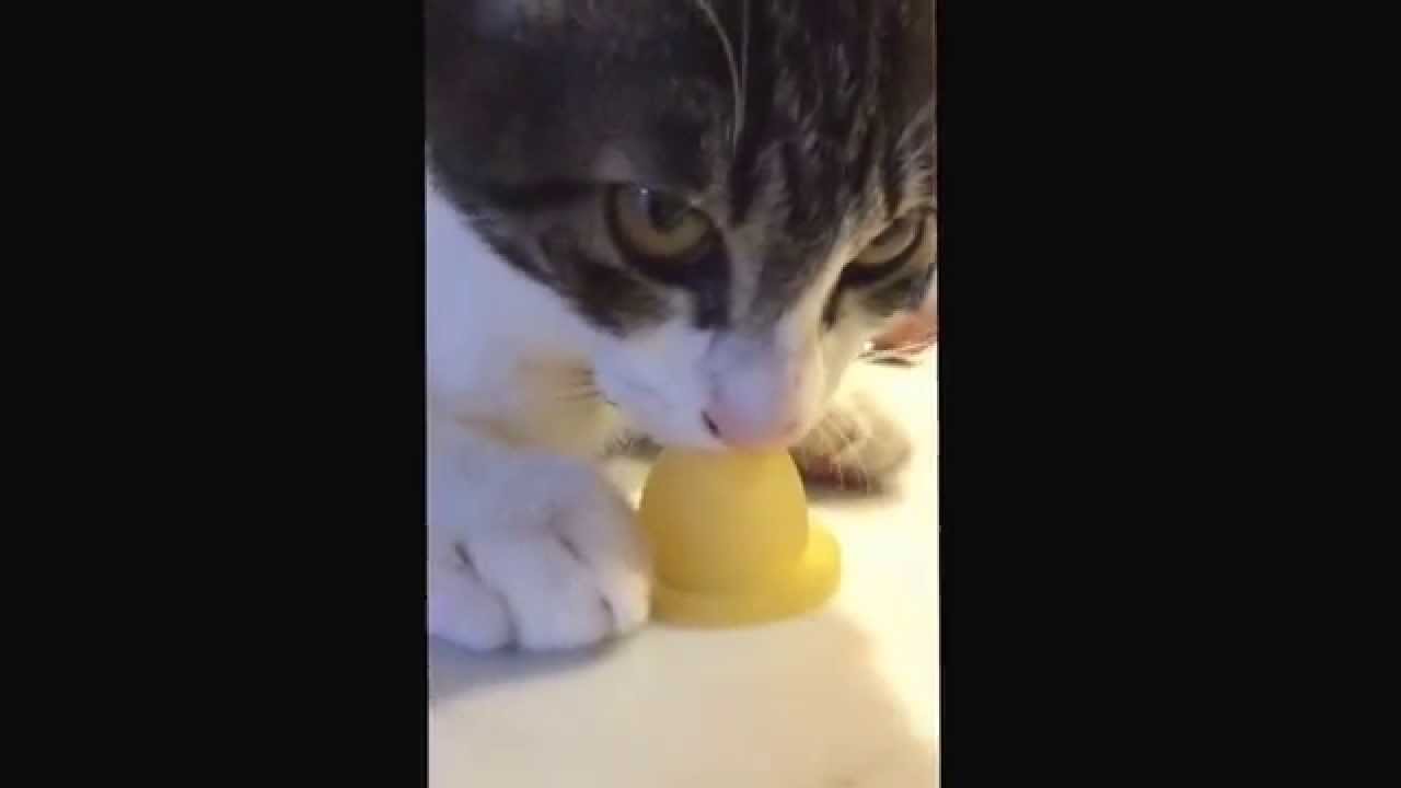 猫用おしゃぶり Youtube