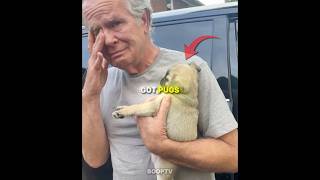 These Owners Got Pugs For The First Time