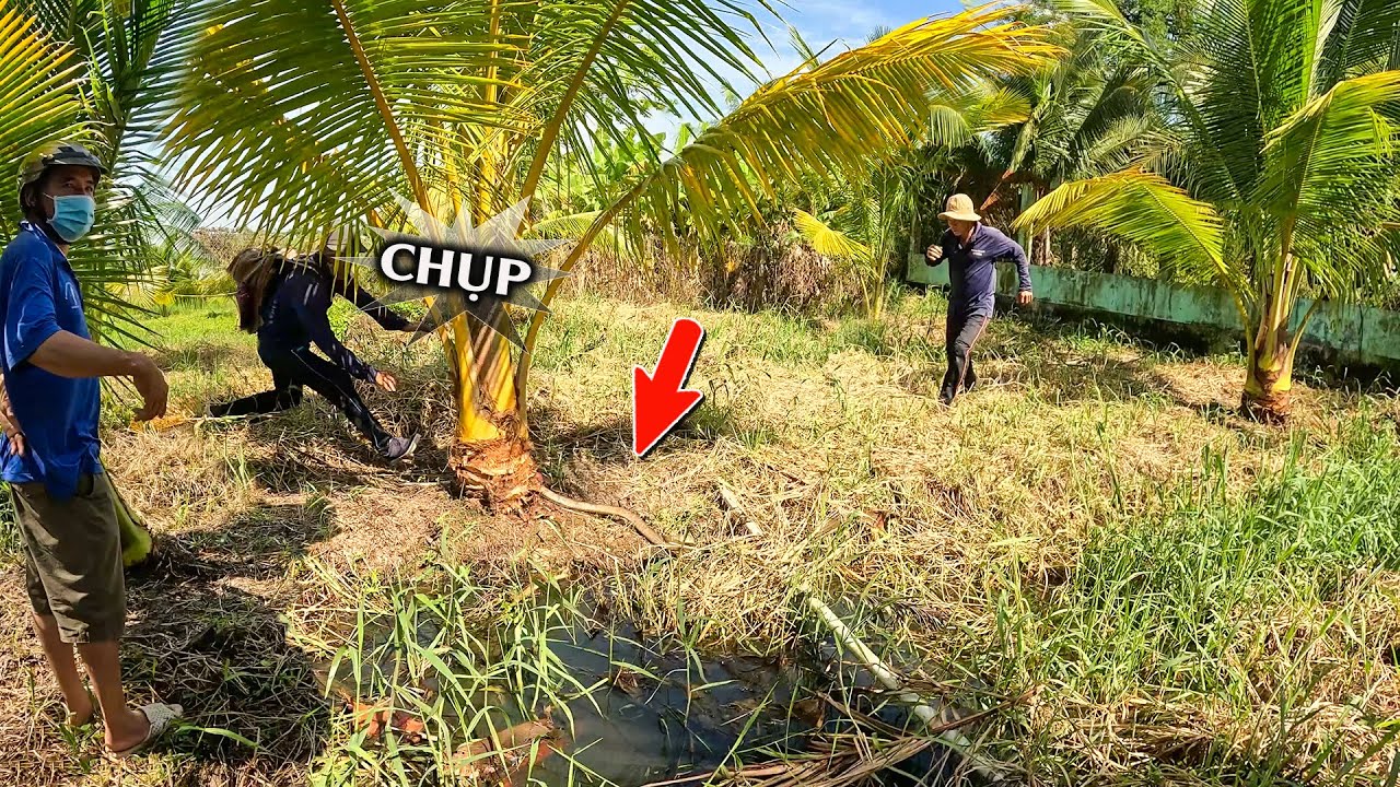 Giúp Chú Tìm Rắn Lột Da Phía Sau Căn Nhà Nuôi Chim Yến | TGSB #1185