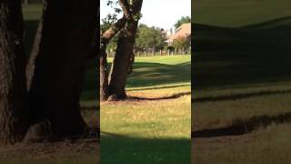 IMG 3721p squirrel